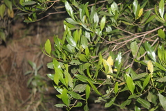 Dodonaea viscosa