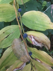 Polygonatum multiflorum