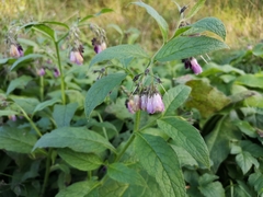 Symphytum × uplandicum