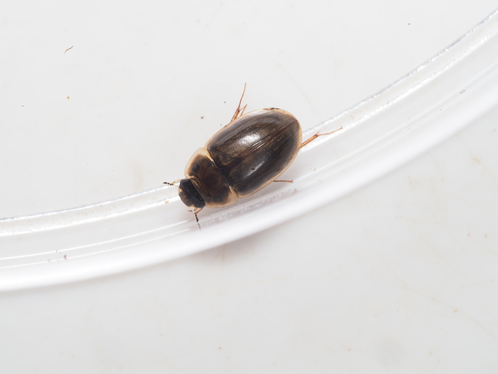 Enochrus testaceus