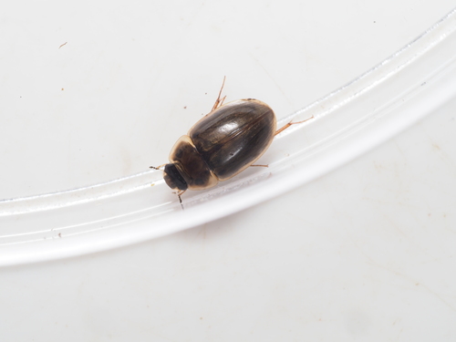 Enochrus testaceus