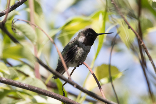 iNaturalist observation photo of Anna's Hummingbird