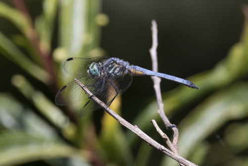 iNaturalist observation photo of Blue Dasher