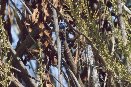 iNaturalist observation photo of Blue-eyed Darner