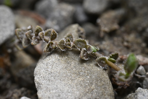Veronica lilliputiana, photograph 6