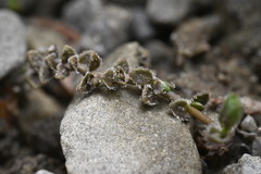 Veronica lilliputiana, photograph (c) Saryu Mae 前 朝琉, some rights reserved (CC BY)
