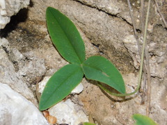Trifolium medium