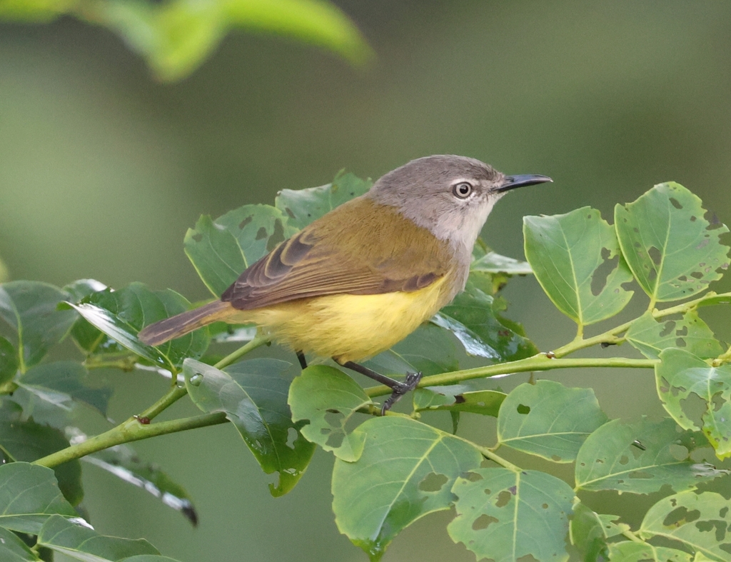 Rennell Gerygone photo