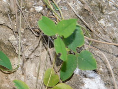 Trifolium medium