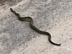 Crotalus simus