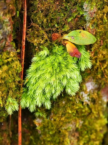 Leucobryum bowringii observed 2025-07-06