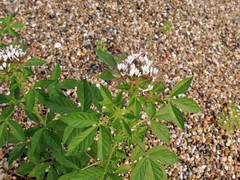 Polanisia dodecandra trachysperma