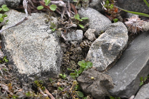 Tarn speedwell (Veronica lilliputiana)