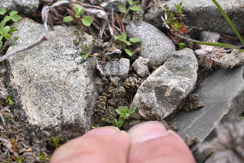 Veronica lilliputiana, photograph 5