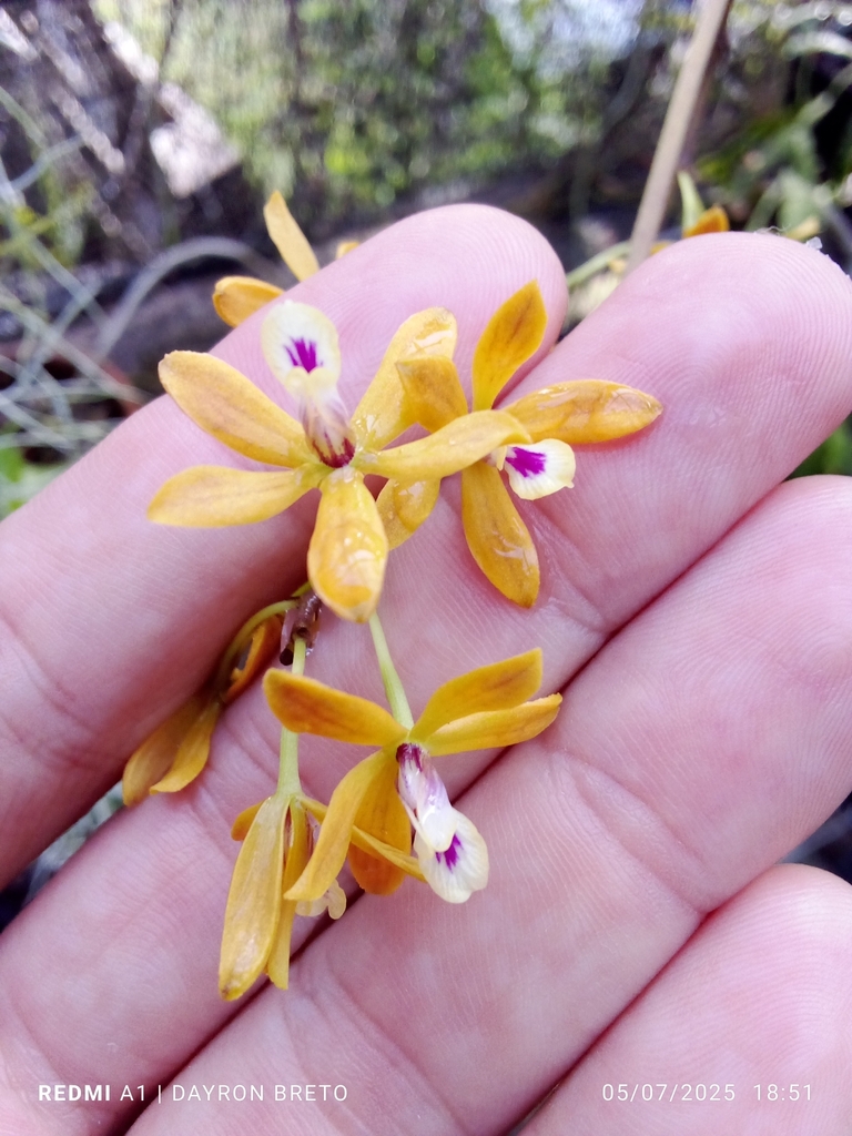 Encyclia fucata (Lindl.) Schltr.