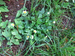 Bellis perennis