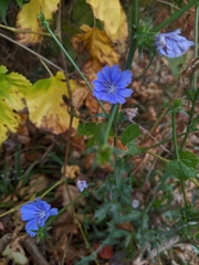 Cichorium intybus