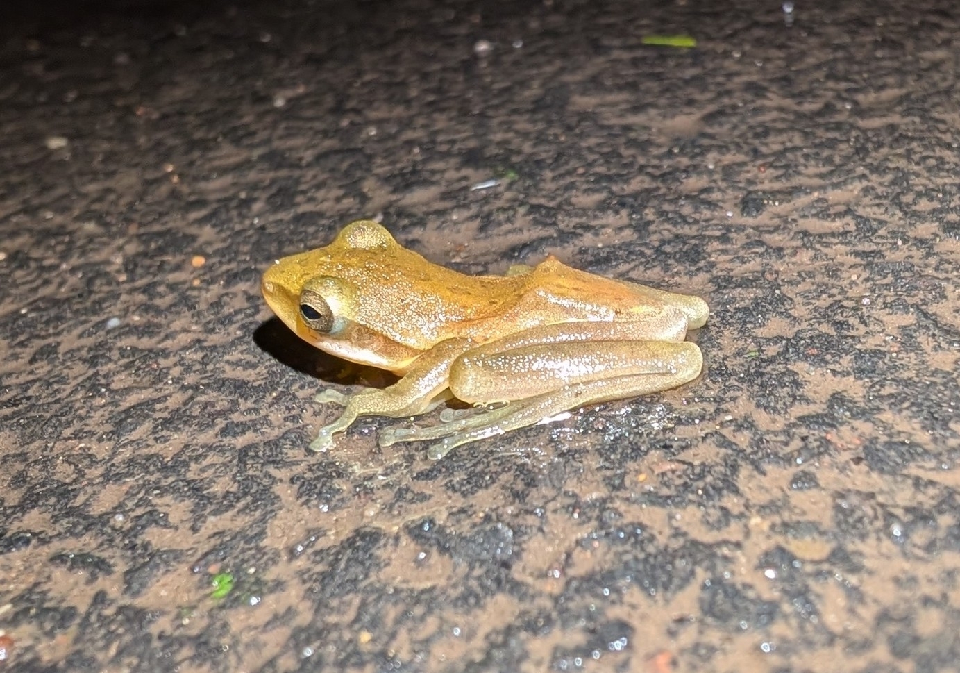 Big-Headed Whipping Frog