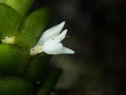 Microsaccus griffithii, photograph 2