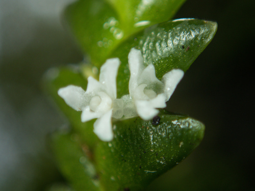 Microsaccus griffithii, photograph 1