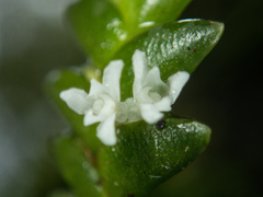 Microsaccus griffithii, photograph (c) Gerard Chartier, some rights reserved (CC BY)