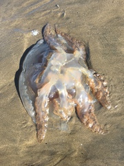 Dactyliophorae