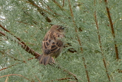 Passer domesticus
