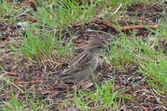 Passer domesticus