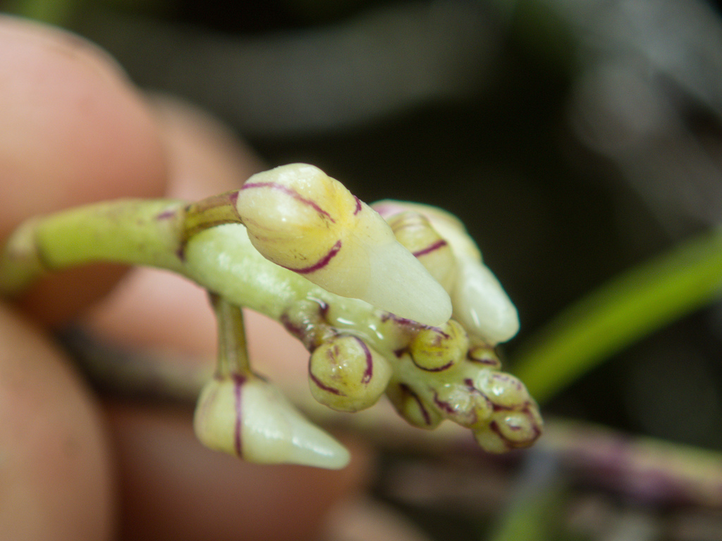 Micropera pallida