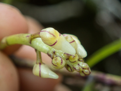 Micropera pallida, photograph (c) Gerard Chartier, some rights reserved (CC BY)