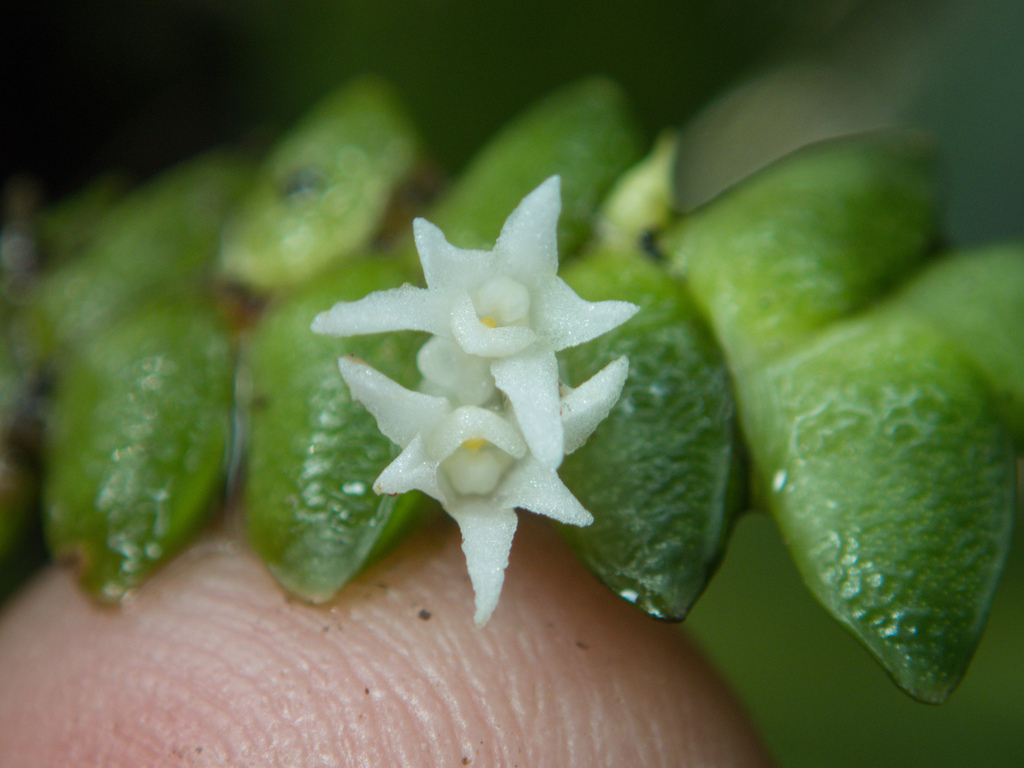 Microsaccus griffithii