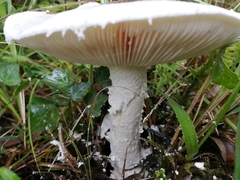Amanita verna