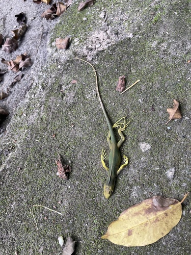 Brachylophus bulabula observed 2025-07-09