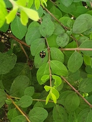 Harmonia axyridis