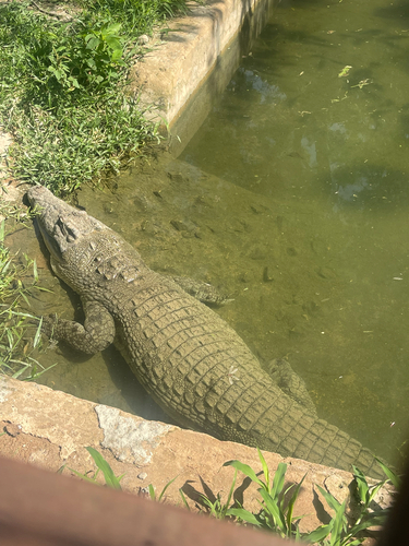 West African Crocodile