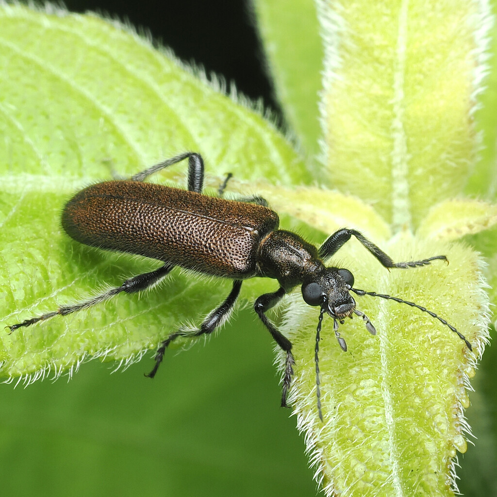 Neostereopalpus