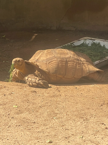 African Spurred Tortoise