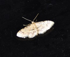 Idaea pervertipennis