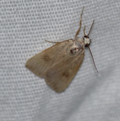 Micrathetis triplex