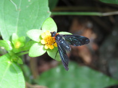 Cyananthrax cyanopterus