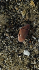 Moerella pulchella