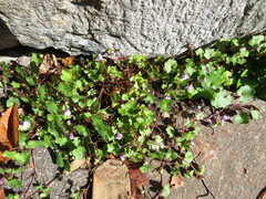 Cymbalaria muralis