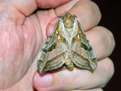 Sthenopis argenteomaculatus