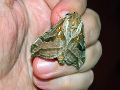 Sthenopis argenteomaculatus