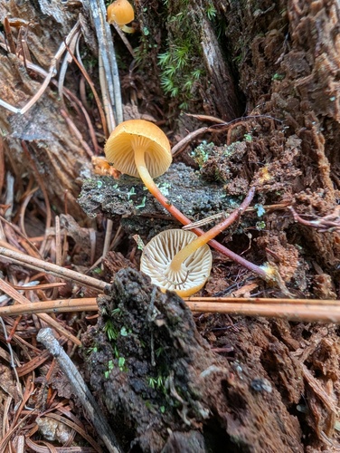 Xeromphalina campanella