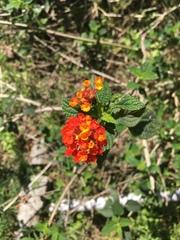 Lantana camara camara