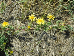 Limbarda crithmoides longifolia