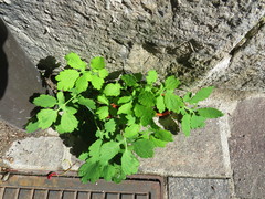 Chelidonium majus