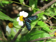 Cyananthrax cyanopterus
