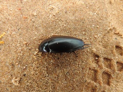 Hydrophilus aculeatus